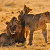 Nature, Culture & Safaris in the Cape