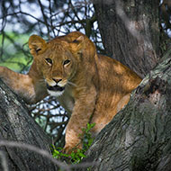 Tanzania Safari Adventure