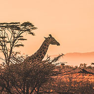 Tanzania Safari Adventure