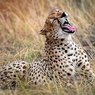 Tanzania Safari Adventure